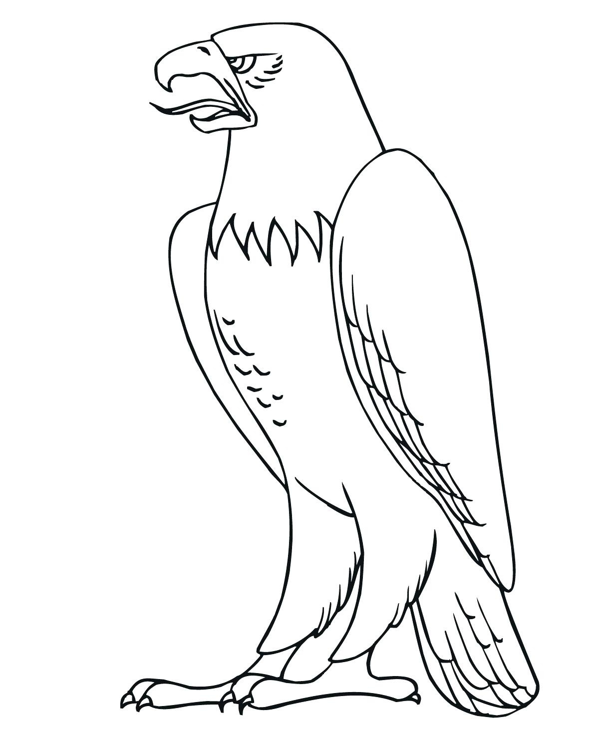 Орел: как нарисовать величественную птицу