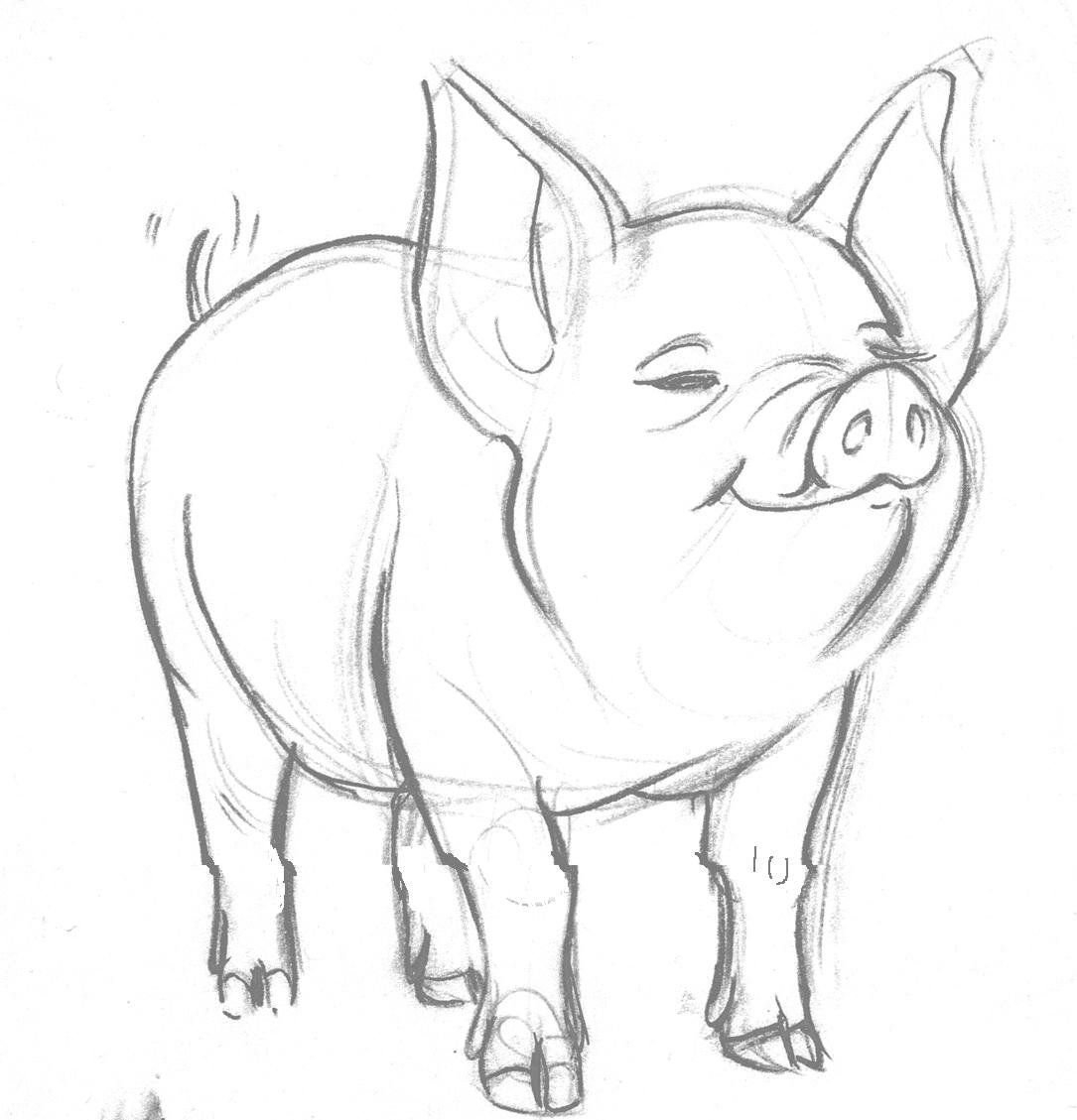рисунок свиньи карандашом для срисовки