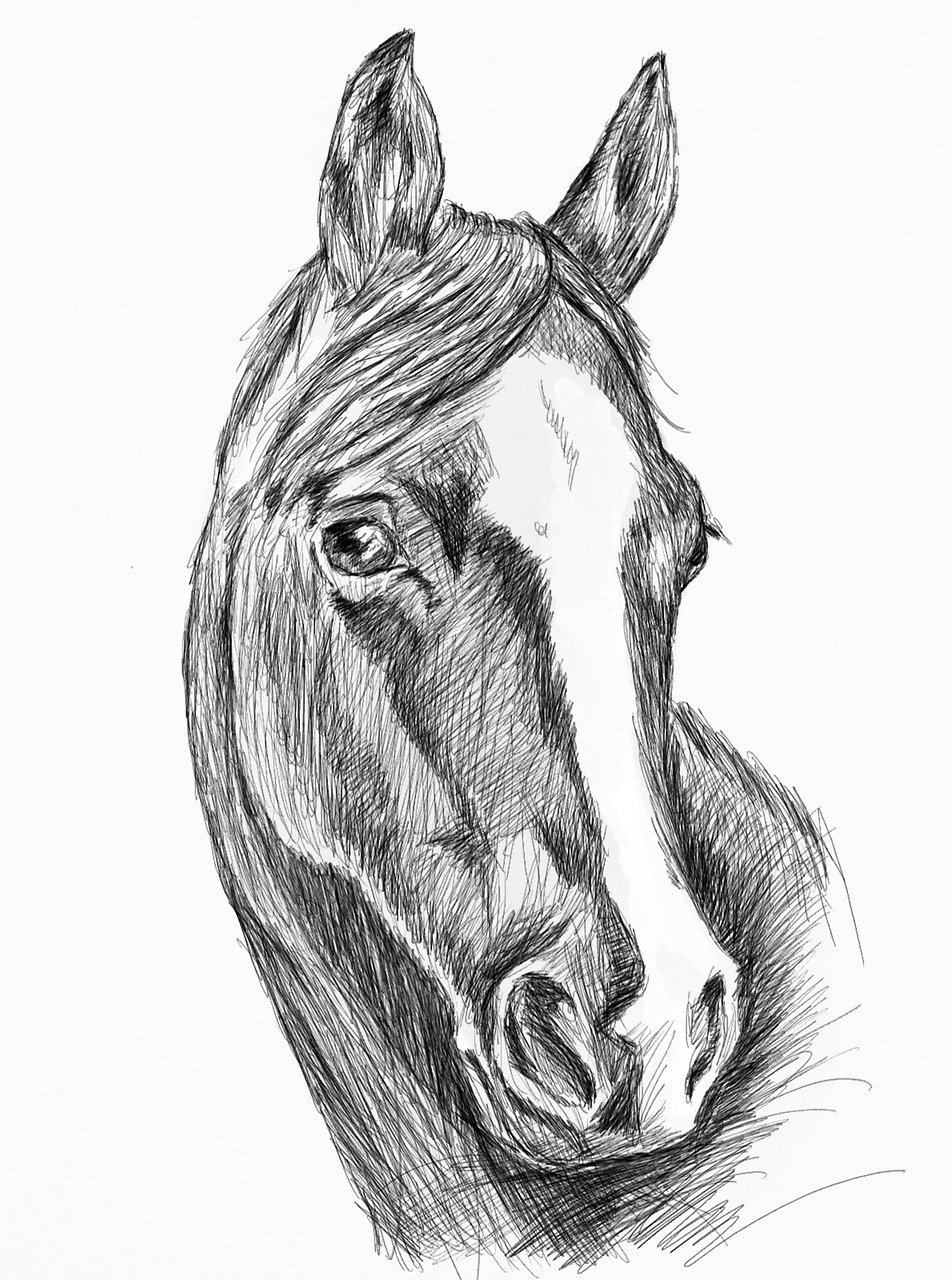Морда лошади рисунок карандашом - 63 фото