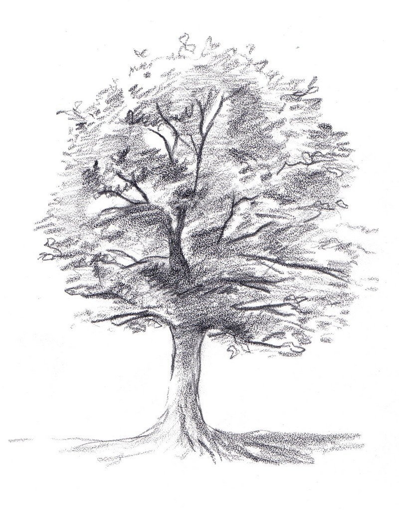 Как нарисовать дерево карандашом поэтапно