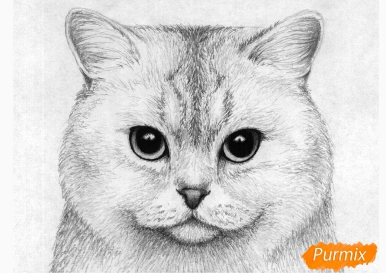 Рисунок кота мордочка карандашом - 67 фото