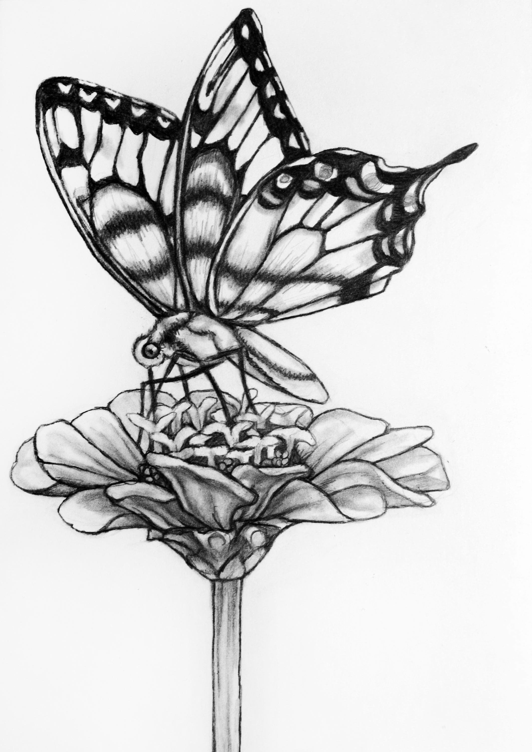 бабочка на цветке рисунок карандашом