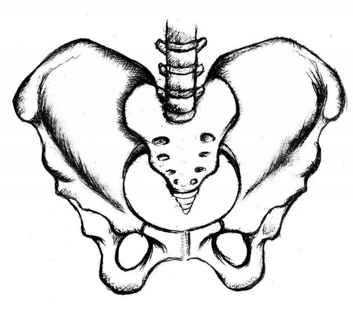 Тазовые кости скелета человека. Кости женского таза анатомия. Тазовая кость анатомия рисунок. Кости таза Кощея.
