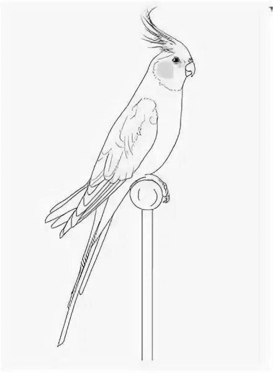 Как нарисовать попугая карандашом поэтапно для начинающих