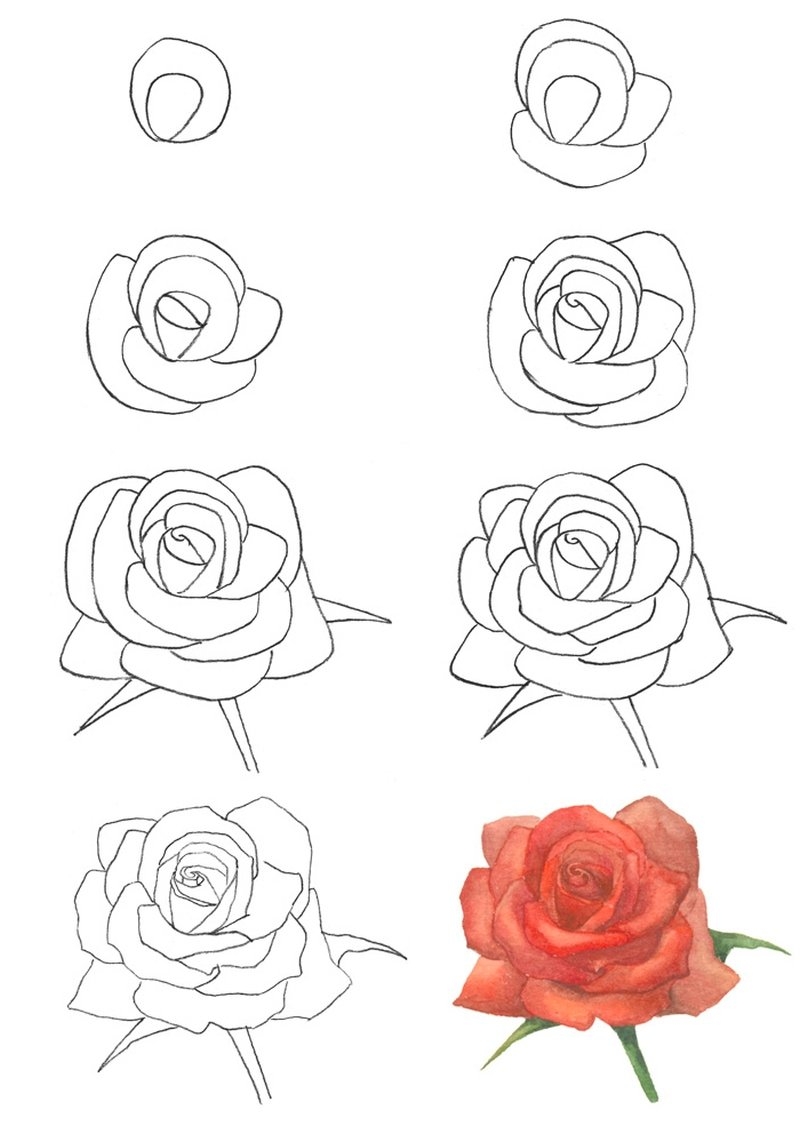 Как нарисовать цветы карандашом поэтапно