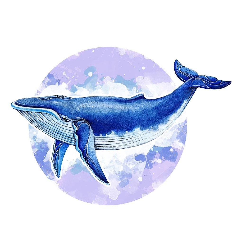 китообразные рисунок