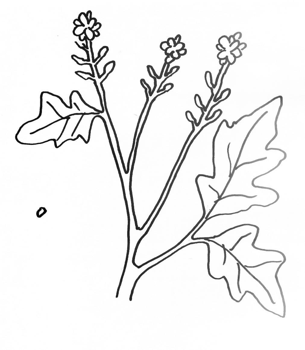 растение горчица рисунок