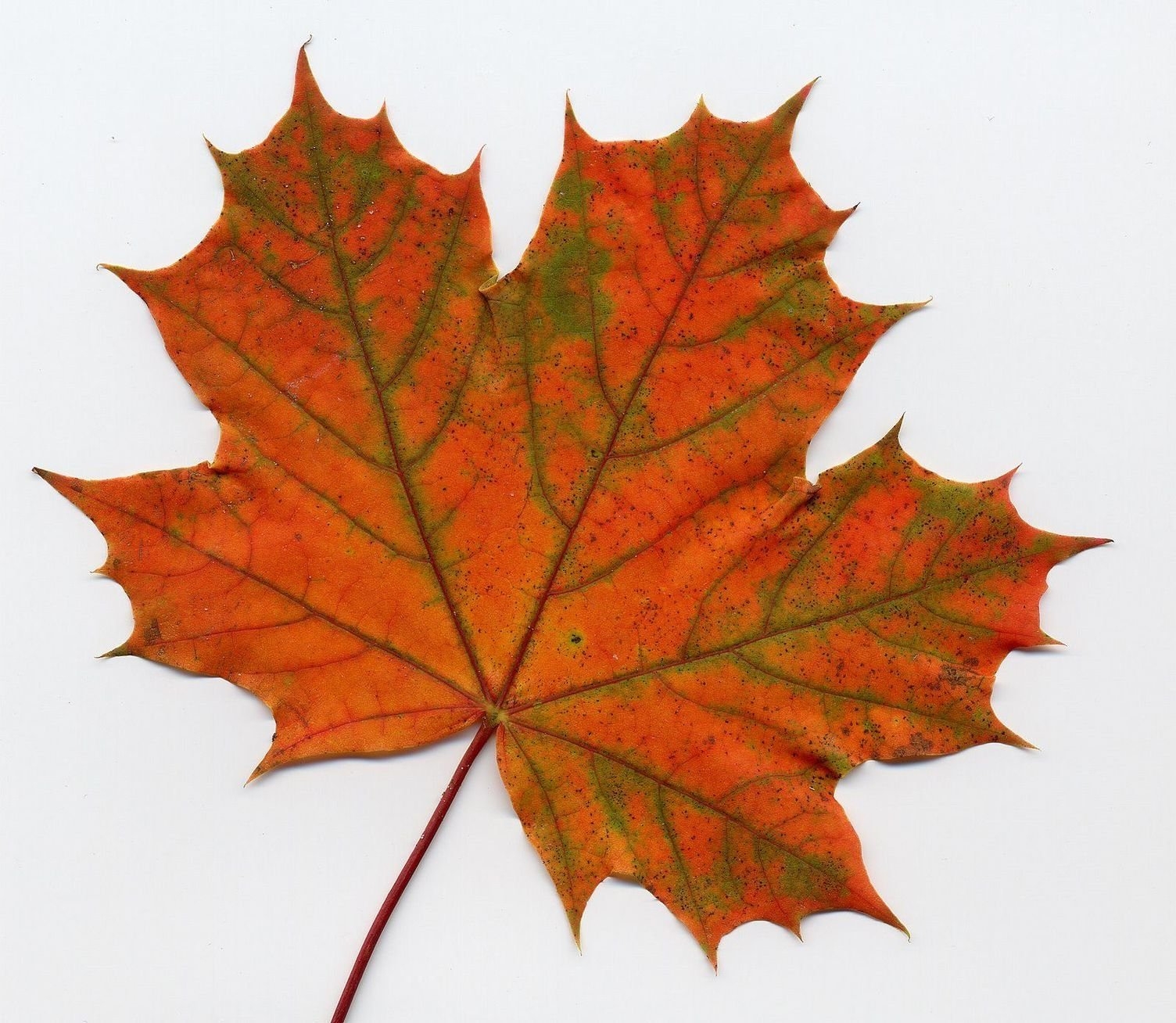 раскраски кленовые листья
