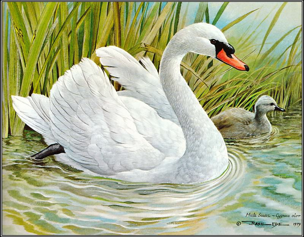 Лебедь картинка раскраска (55 фото) - фото - картинки и рисунки: скачать бесплатно