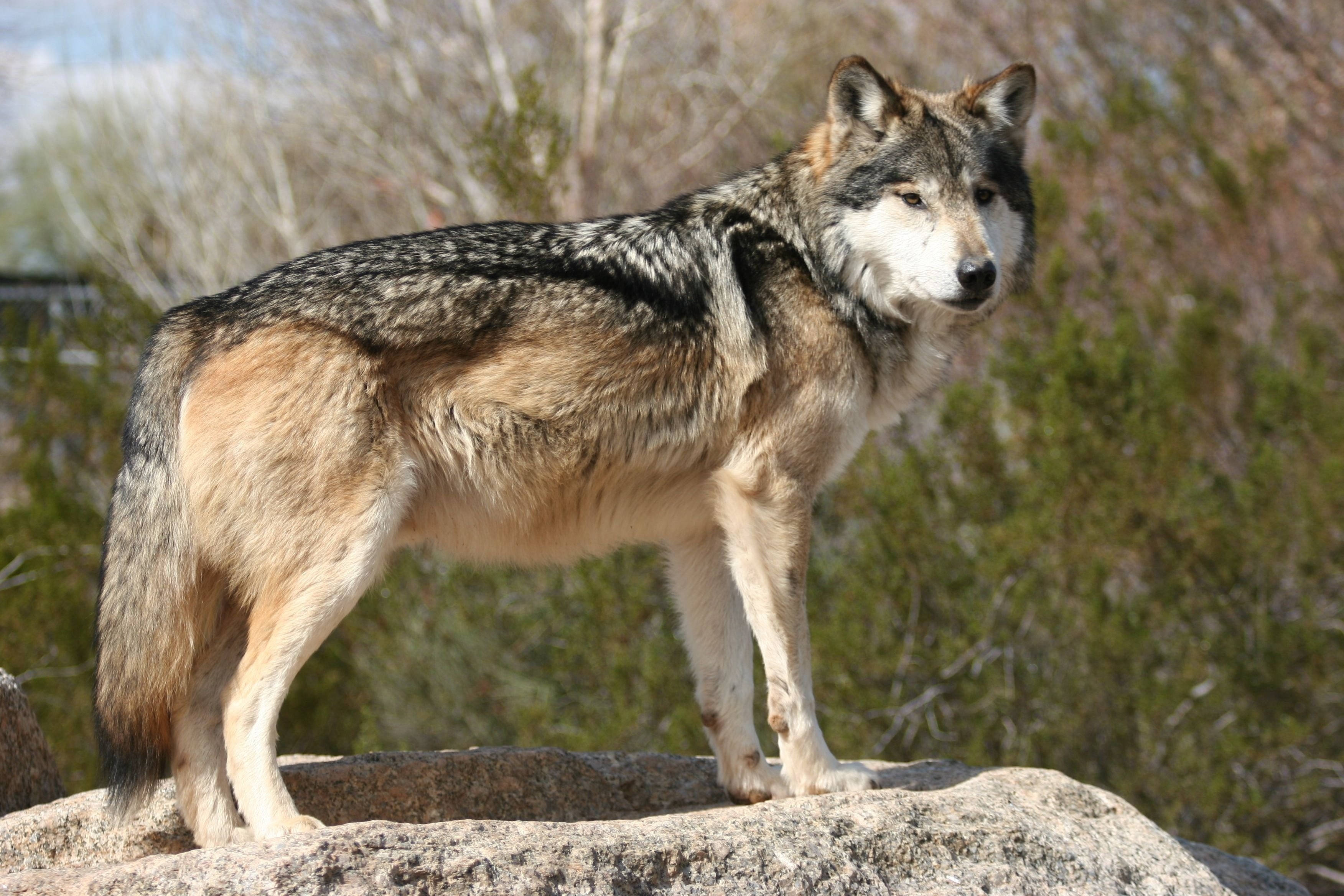 Волк точка ру. Волк canis Lupus. Макензенский волк. Аравийский волк. Мексиканский волк.