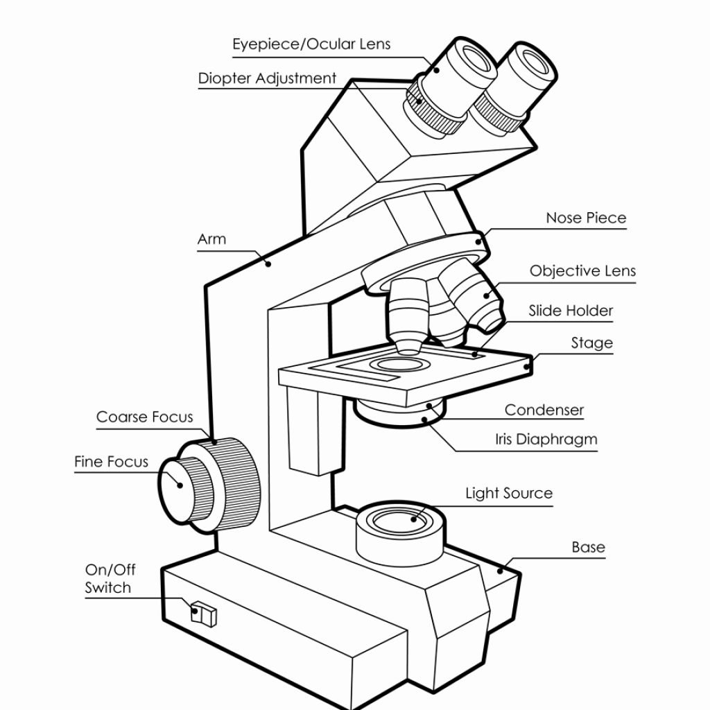 Микроскоп раскраска - 70 фото