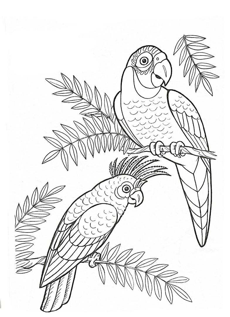 Раскраска попугай Картинки для витражей, попугаи в цветах