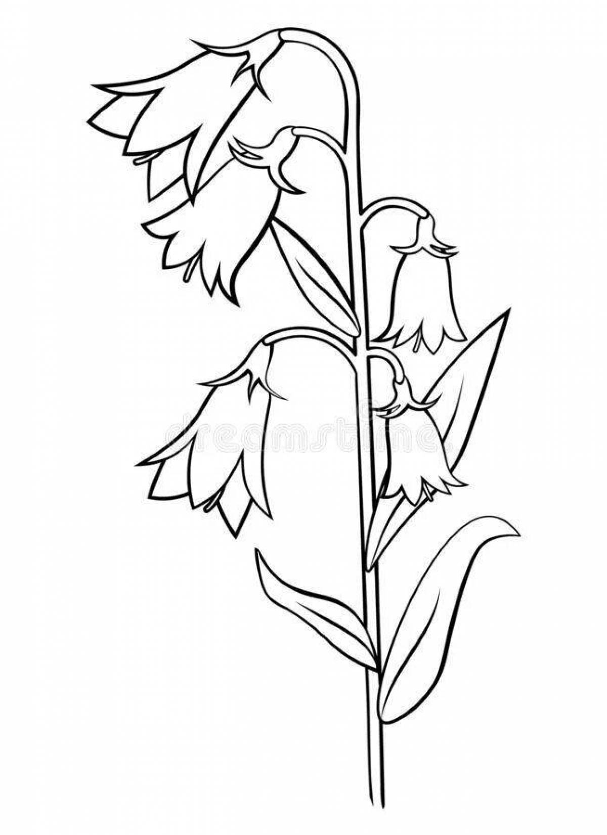 Раскраска цветок Колокольчик