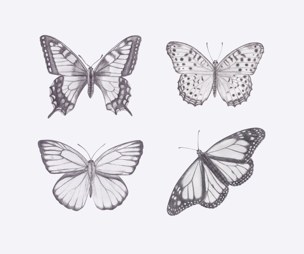 Как нарисовать бабочку поэтапно карандашом: видео, картинки, раскраски