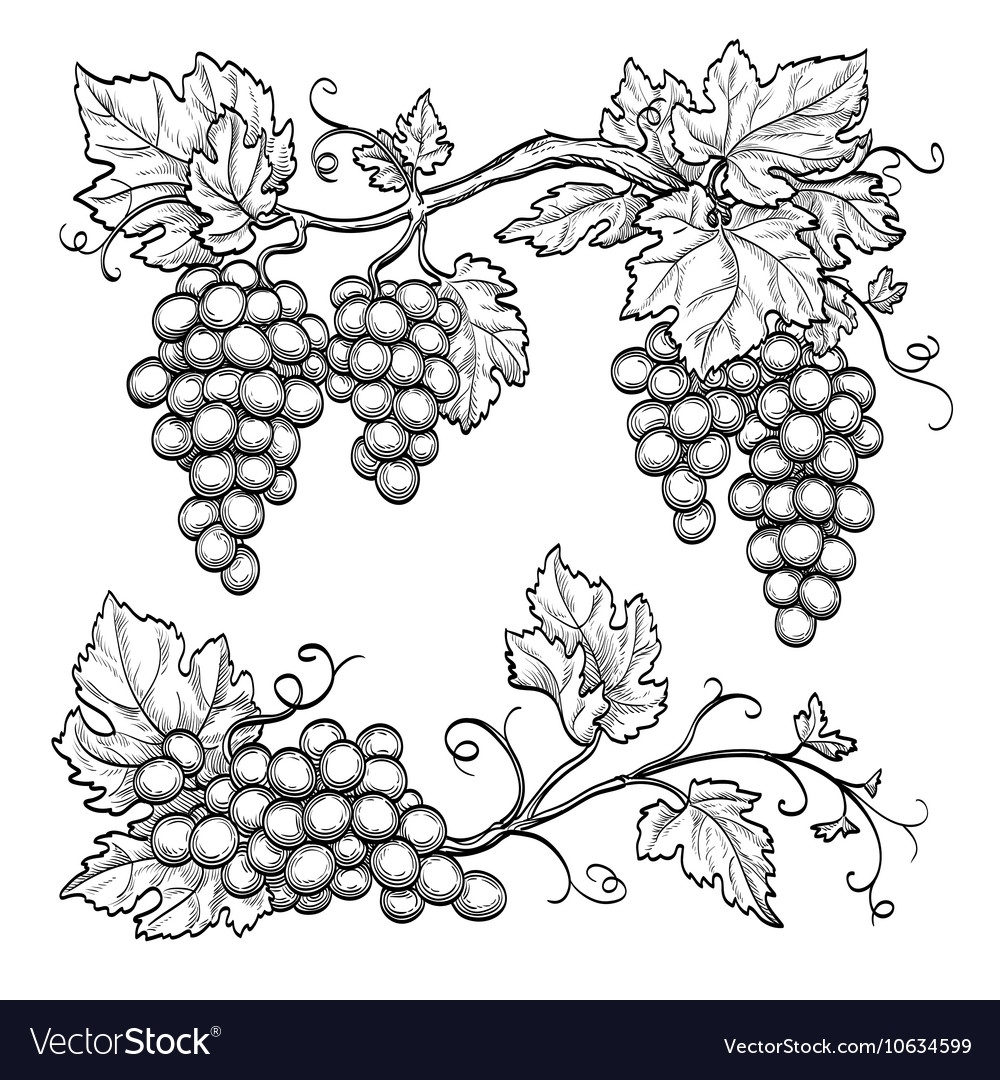 Как нарисовать листья винограда
