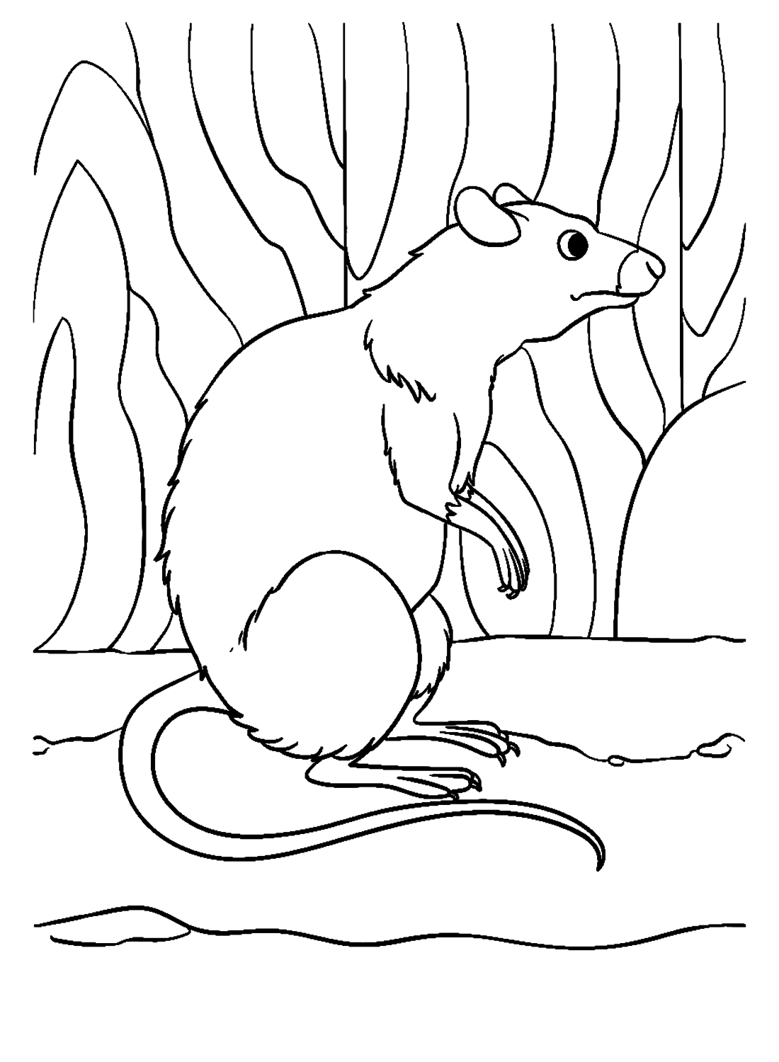 Раскраска крыса