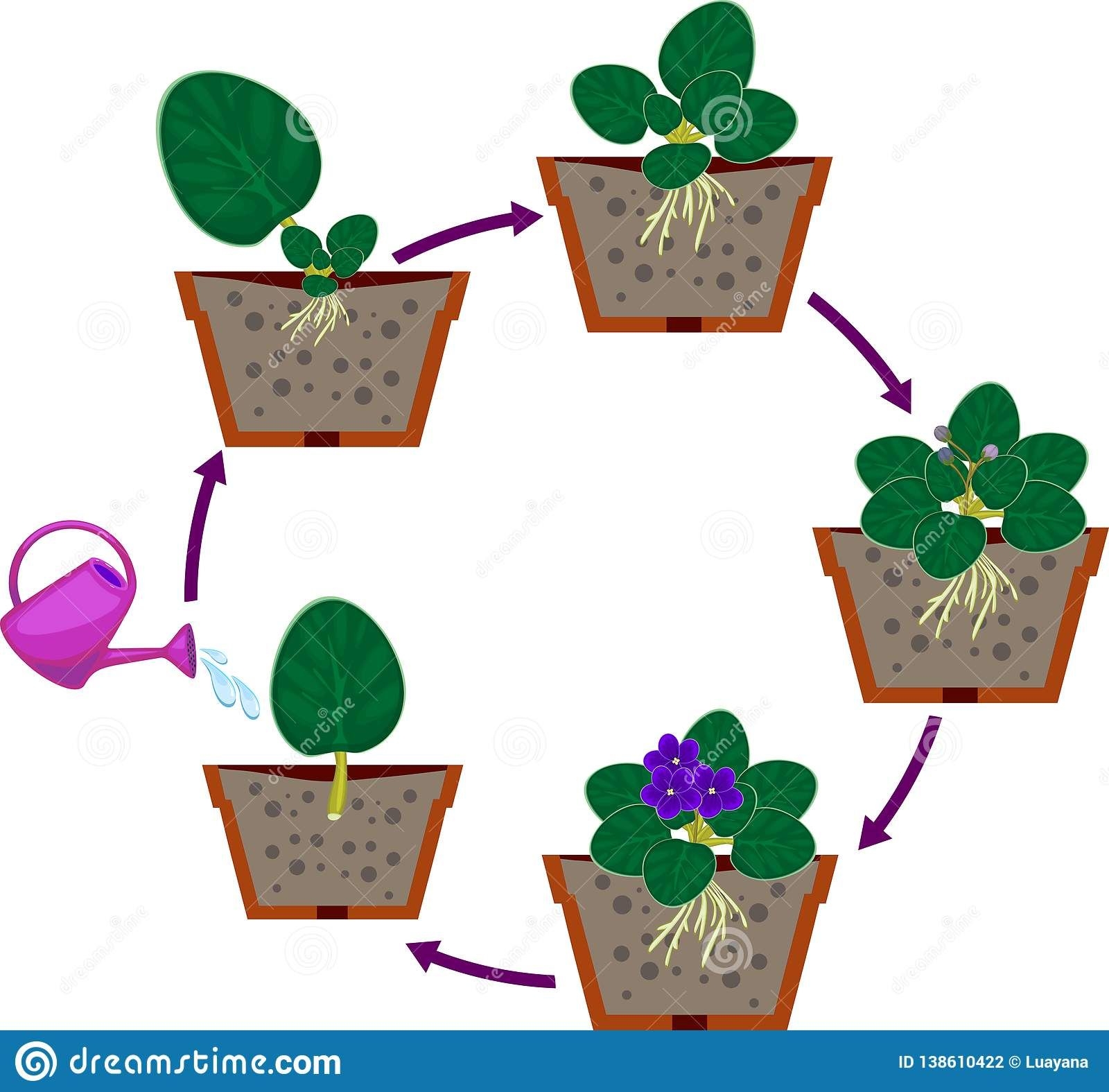 Установите последовательность этапов выращивания растения. Этапы роста цветка. Размножение комнатных растений детками. Фиалка комнатная для дошкольников. Схема роста комнатного растения для детей.