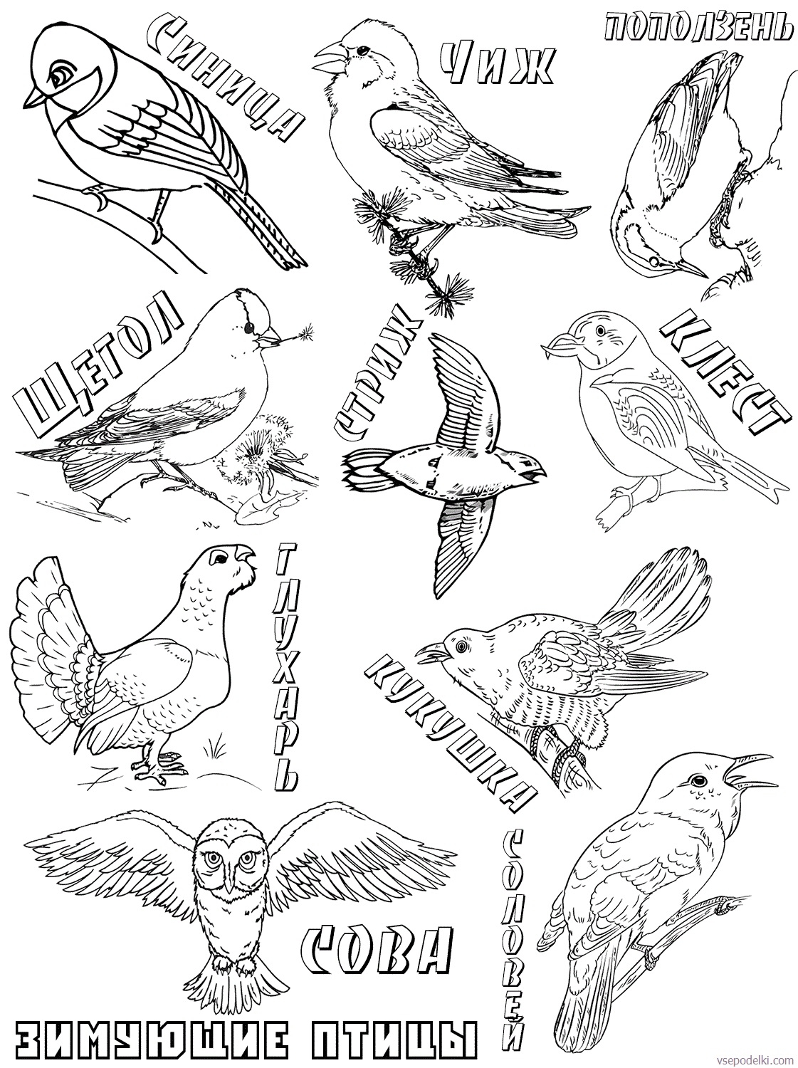 Раскраска Зимующие птицы распечатать бесплатно | Раскраски, Птицы, Шаблоны птиц