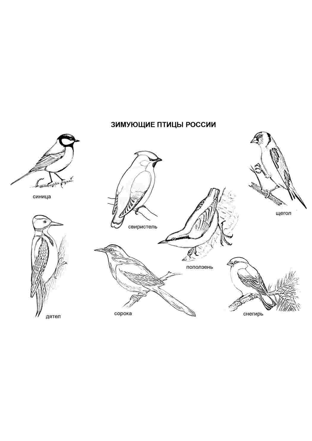 Раскраски «Перелетные птицы» для детей с названиями
