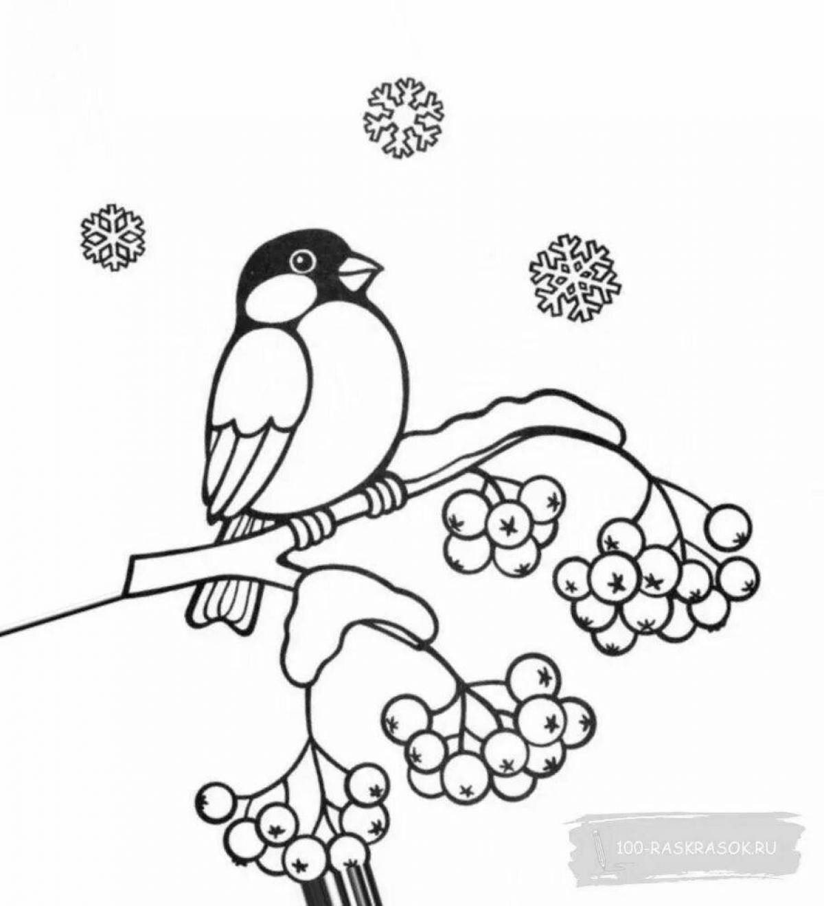 Снегирь птицы раскраска (41 фото) - красивые фото и картинки zelgrumer.ru