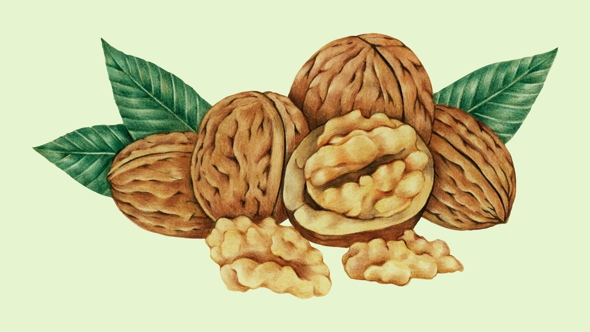 Раскраска орехи – арахис и фундук