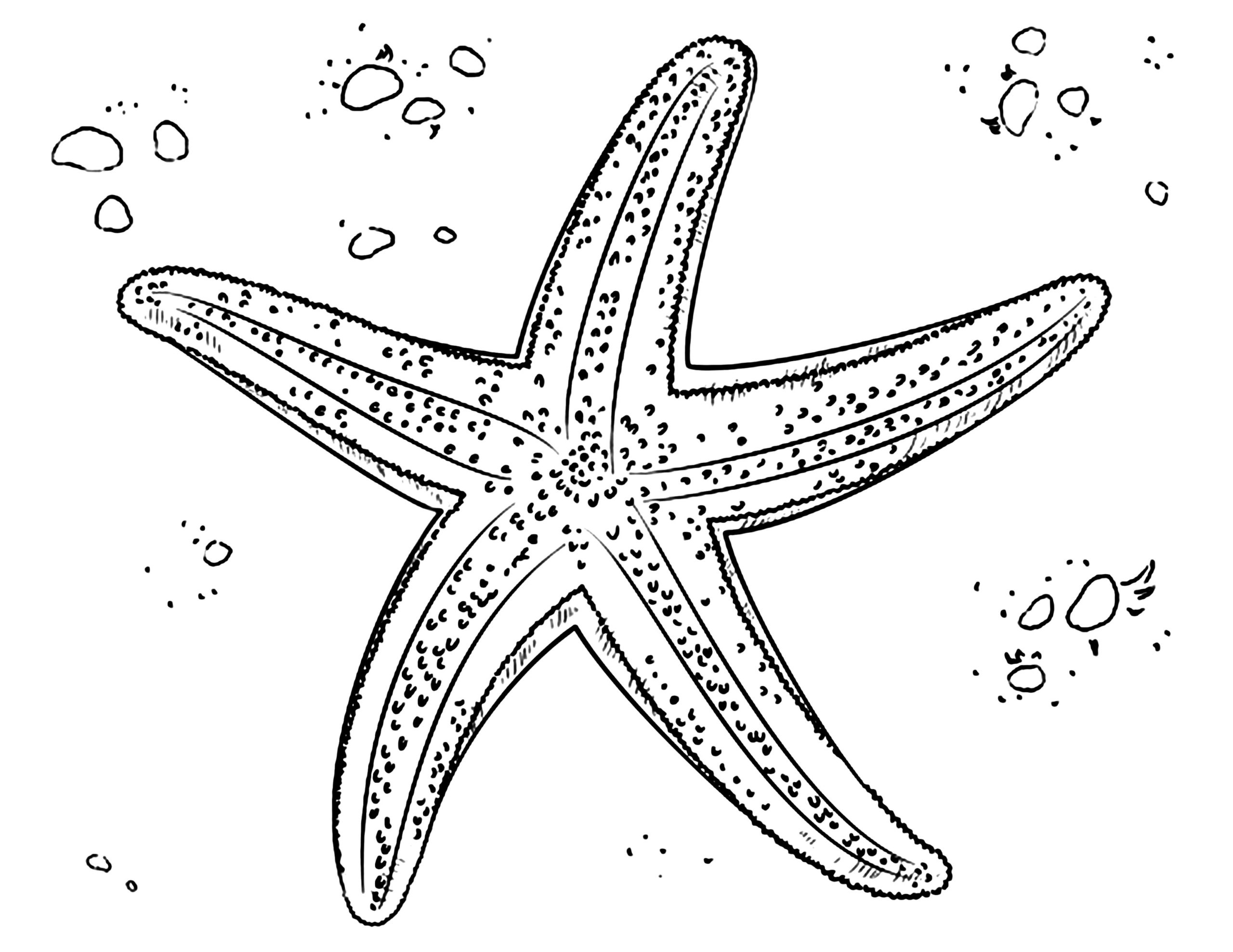 Игрушка-раскраска «Морская звезда» (без маркеров) в пакете