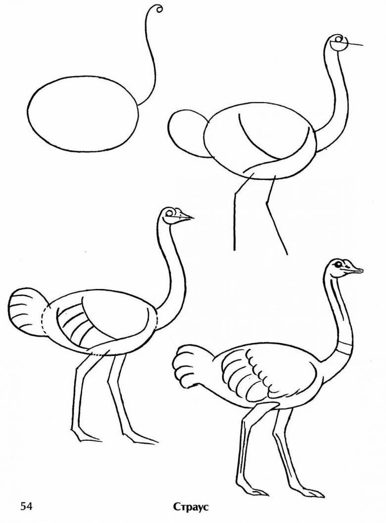 Раскраска «Африканский страус». №