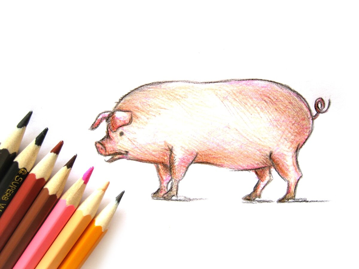Свинья карандашом