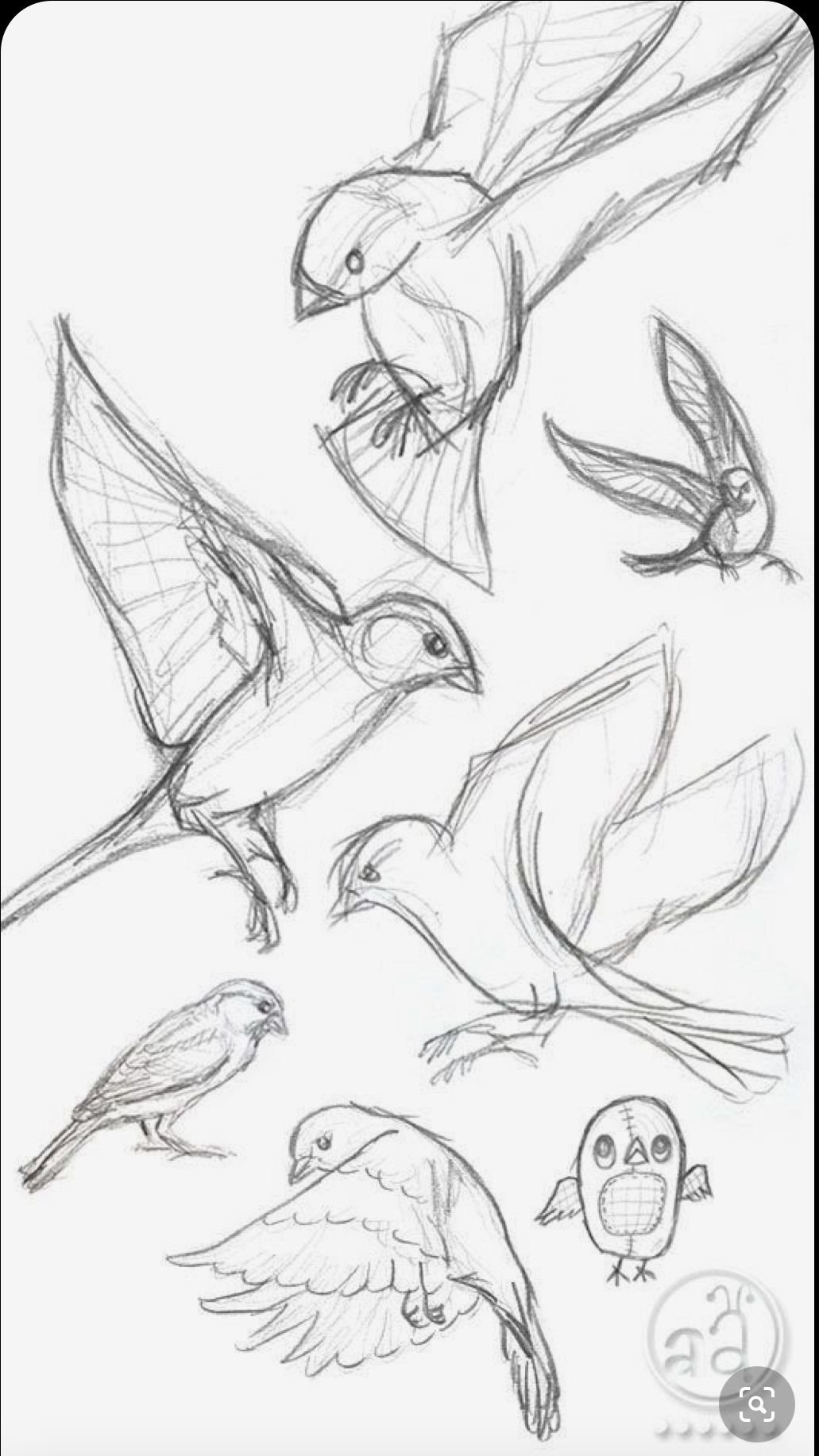 Простые рисунки птицы карандашом для детей