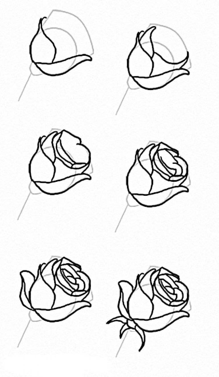 Как нарисовать Розу поэтапно