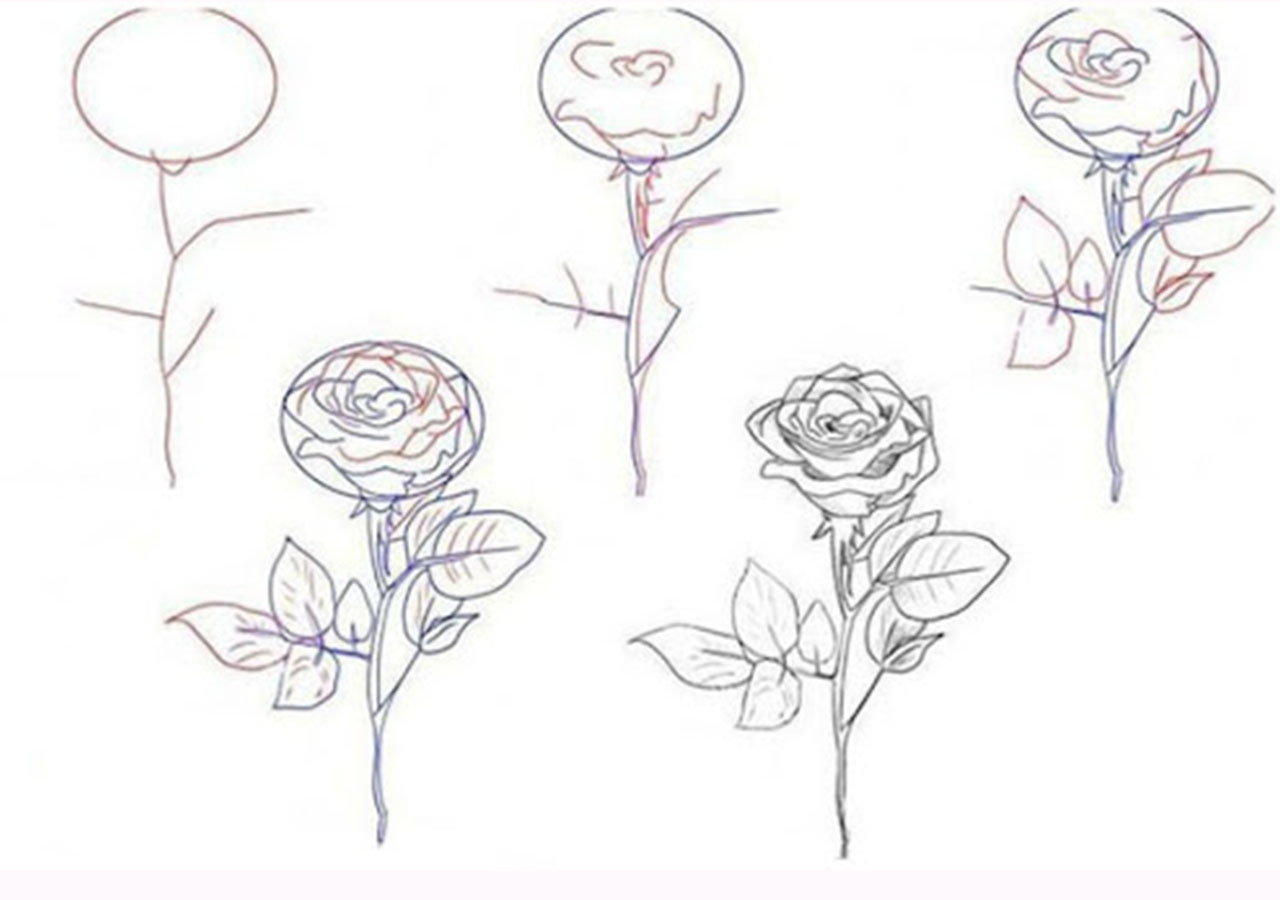 Учимся рисовать поэтапно для начинающих с нуля. Поэтапное рисование розы. Рисунки розы карандашом для начинающих. Поэтапный рисунок розы карандашом.
