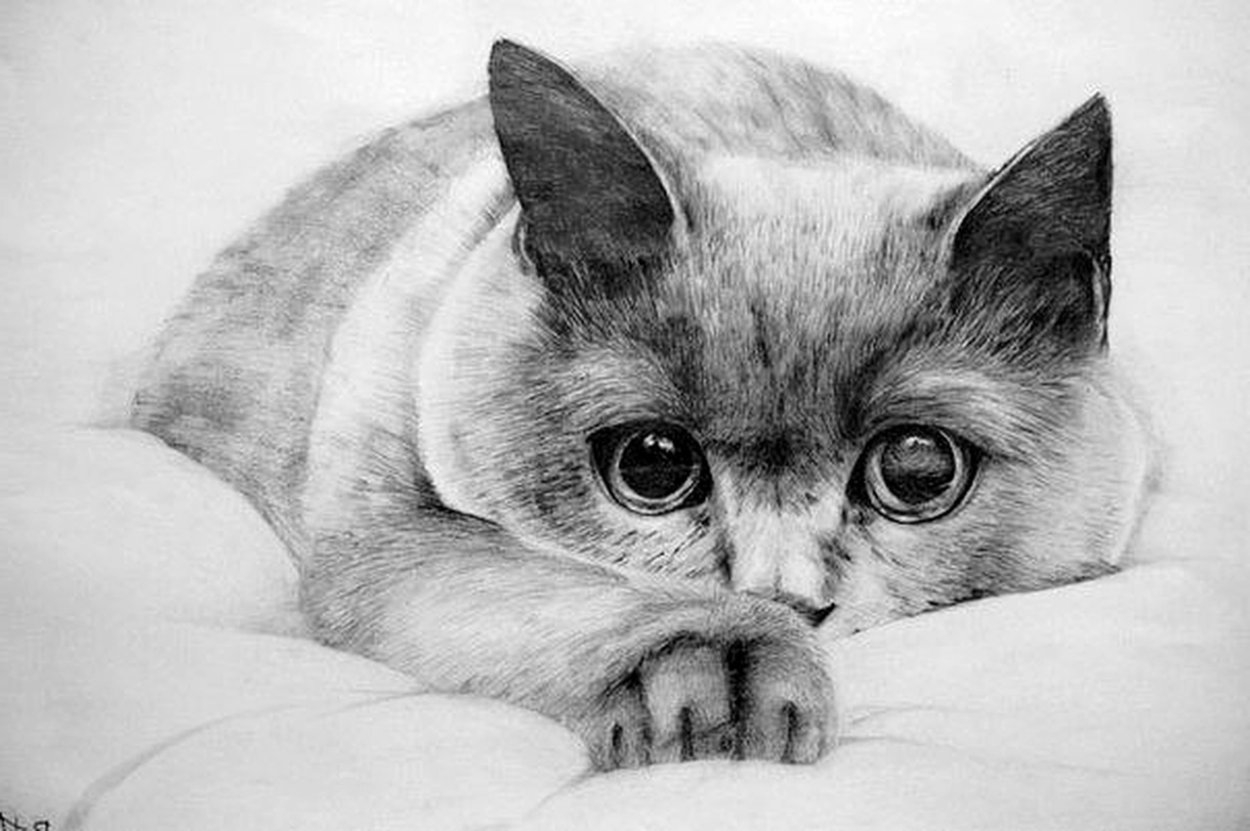 Простые картинки кота. Кошка карандашом. Красивые рисунки. Котик рисунок. Рисунки животных карандашом.