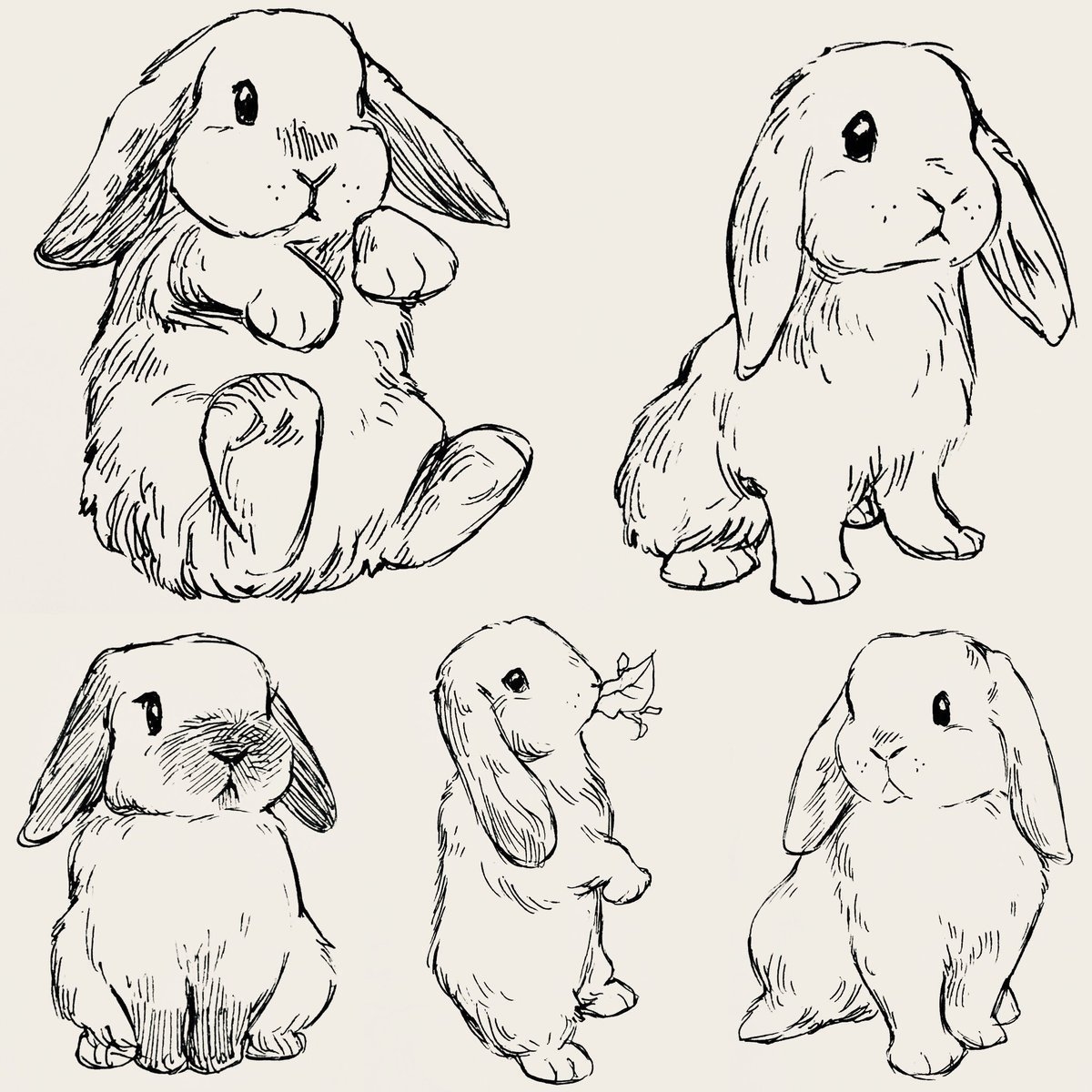 Рисунок карандашом кролик - 73 фото