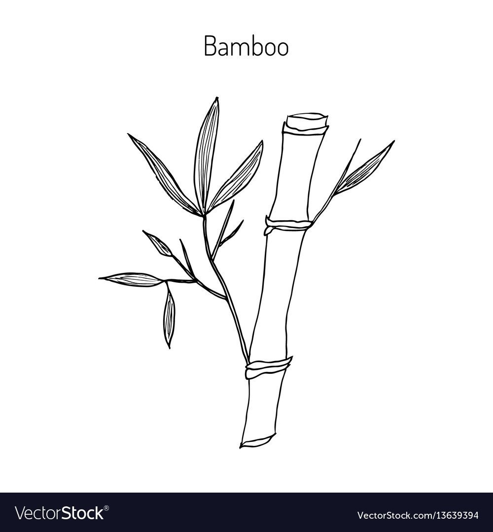 Раскраска Бамбук скачать и распечатать бесплатно