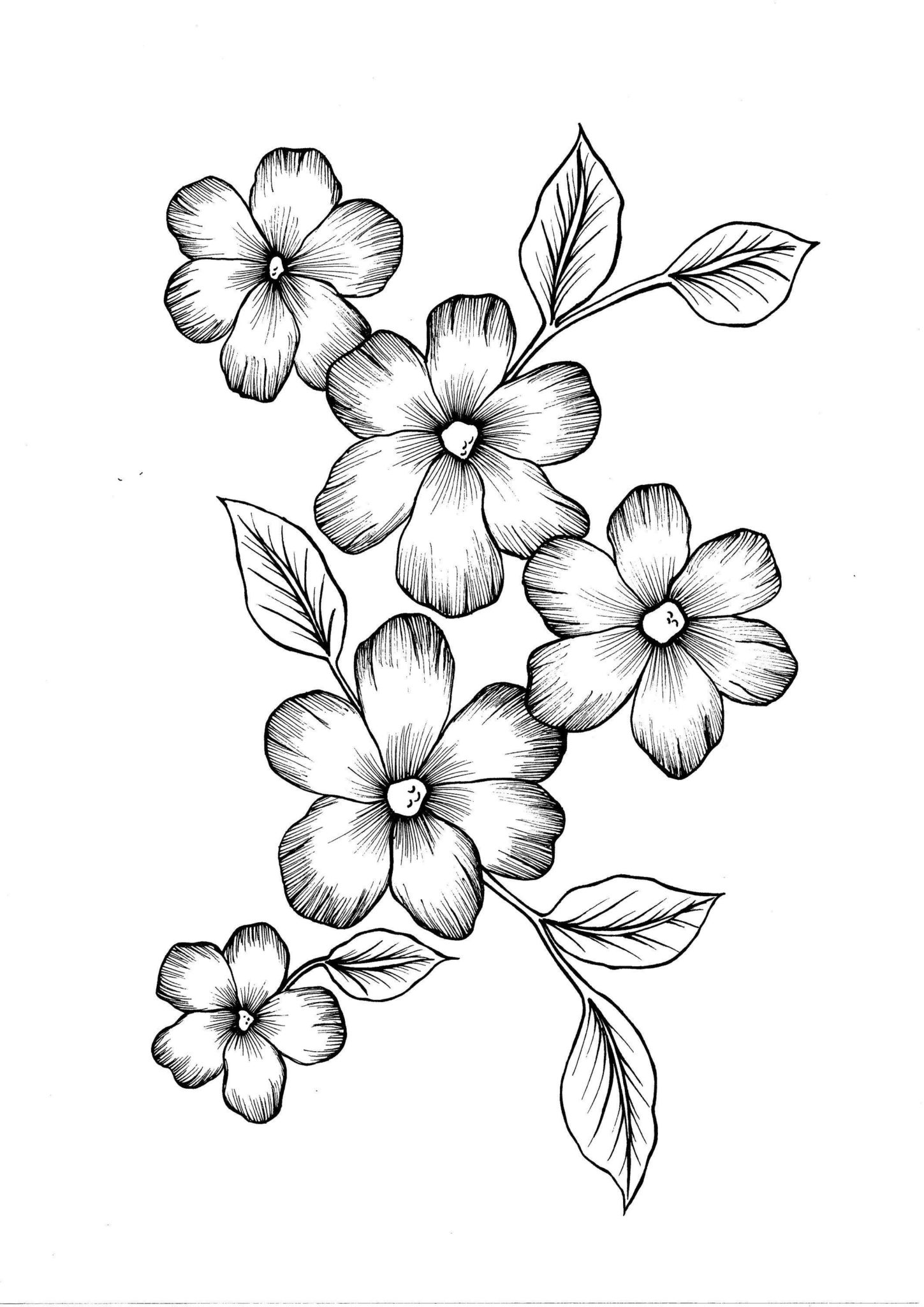 цветы рисунок карандашом для срисовки