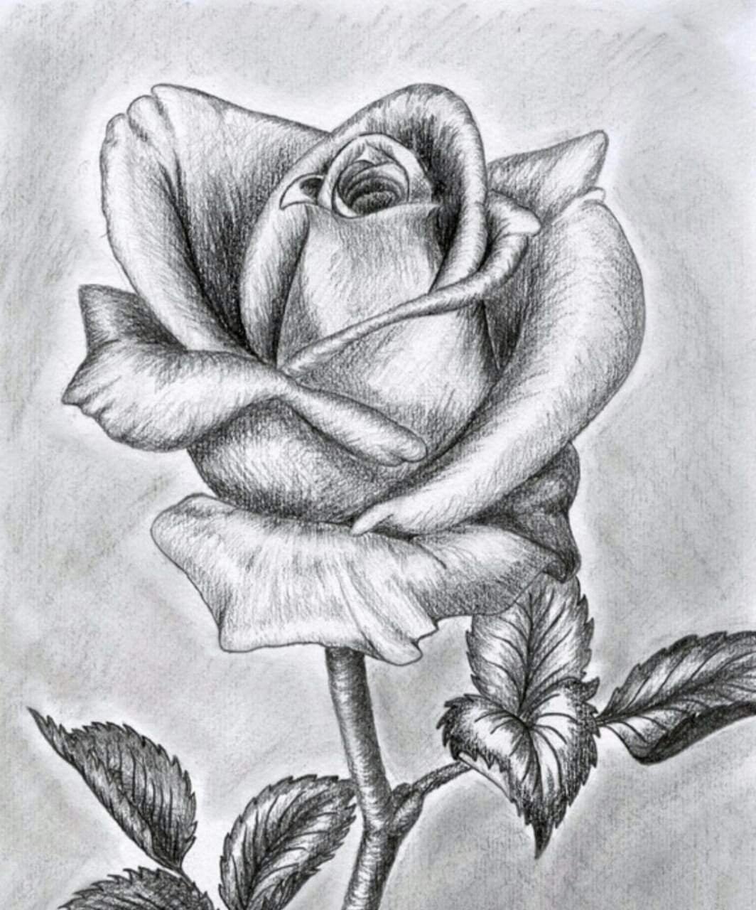 Chizish uchun rasmlar. Цветы карандашом. Красивые рисунки карандашом. Рози простым карандашом.