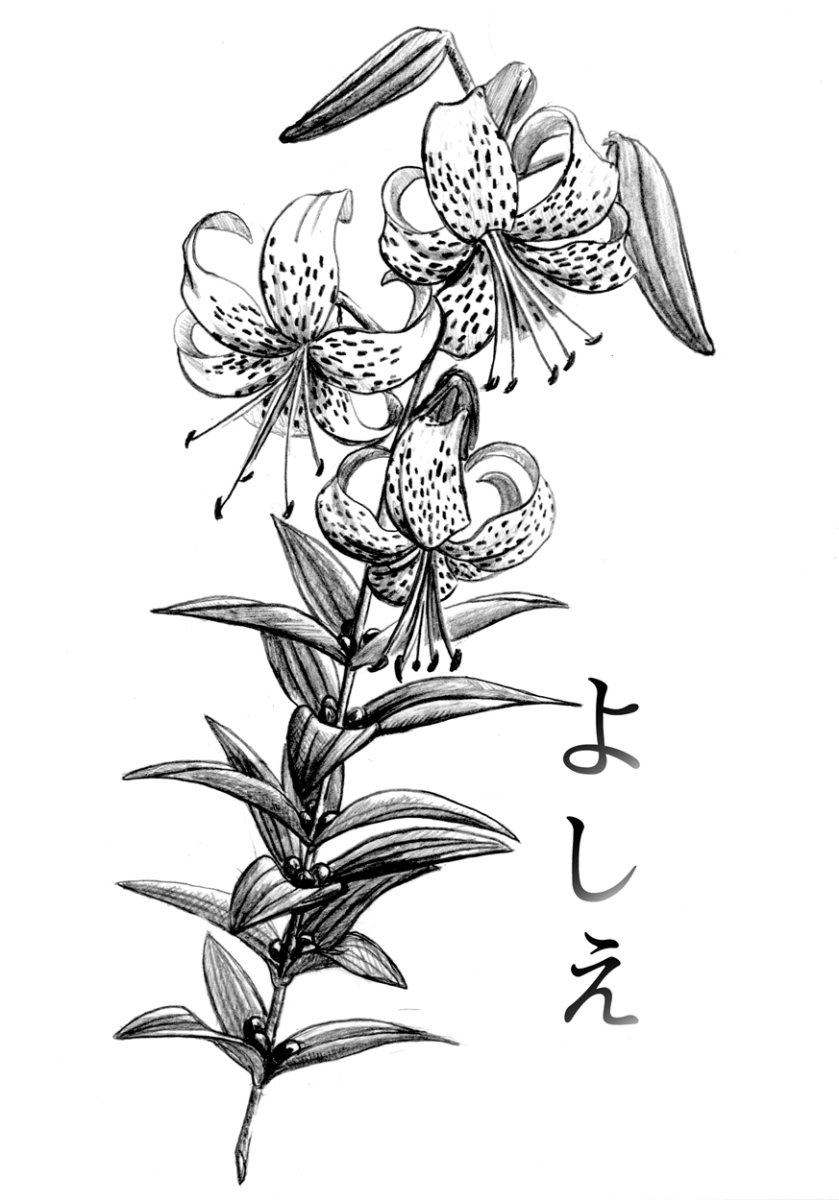 Векторы по запросу Рисунок цветка лилии