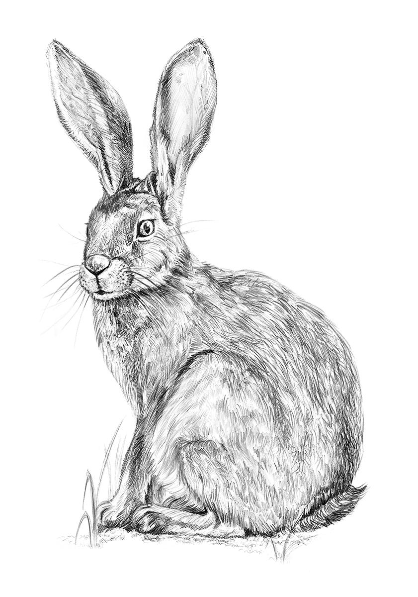 Заяц картинки нарисованные. Заяц рисунок. Заяц карандашом. Кролик рисунок. Нарисовать зайца.