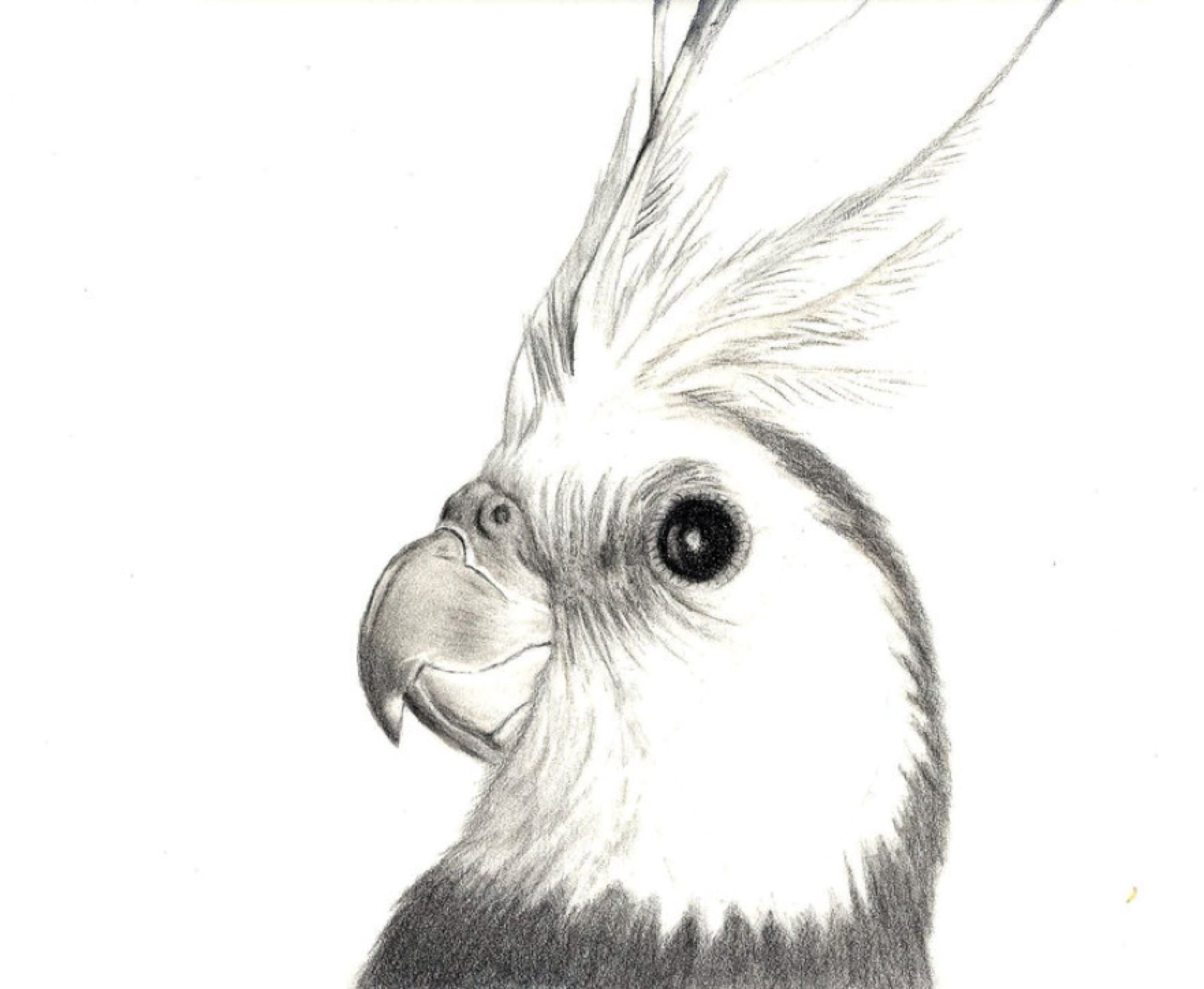 Картинки раскраски попугай корелла (50 фото)