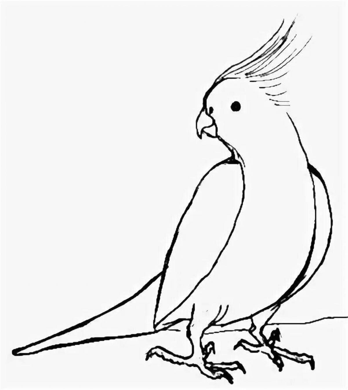 Идеи для срисовки корелла попугай (90 фото)