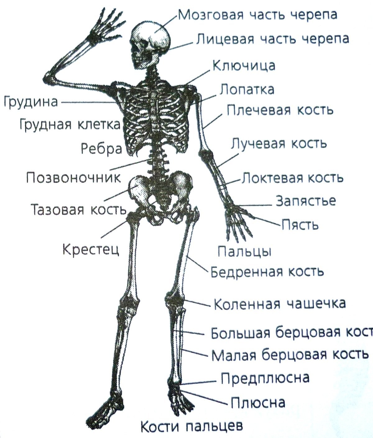 1 12 48 6. Строение костей скелета. Строение скелета кости. Кости туловища человека анатомия. Строение скелета с названием костей.