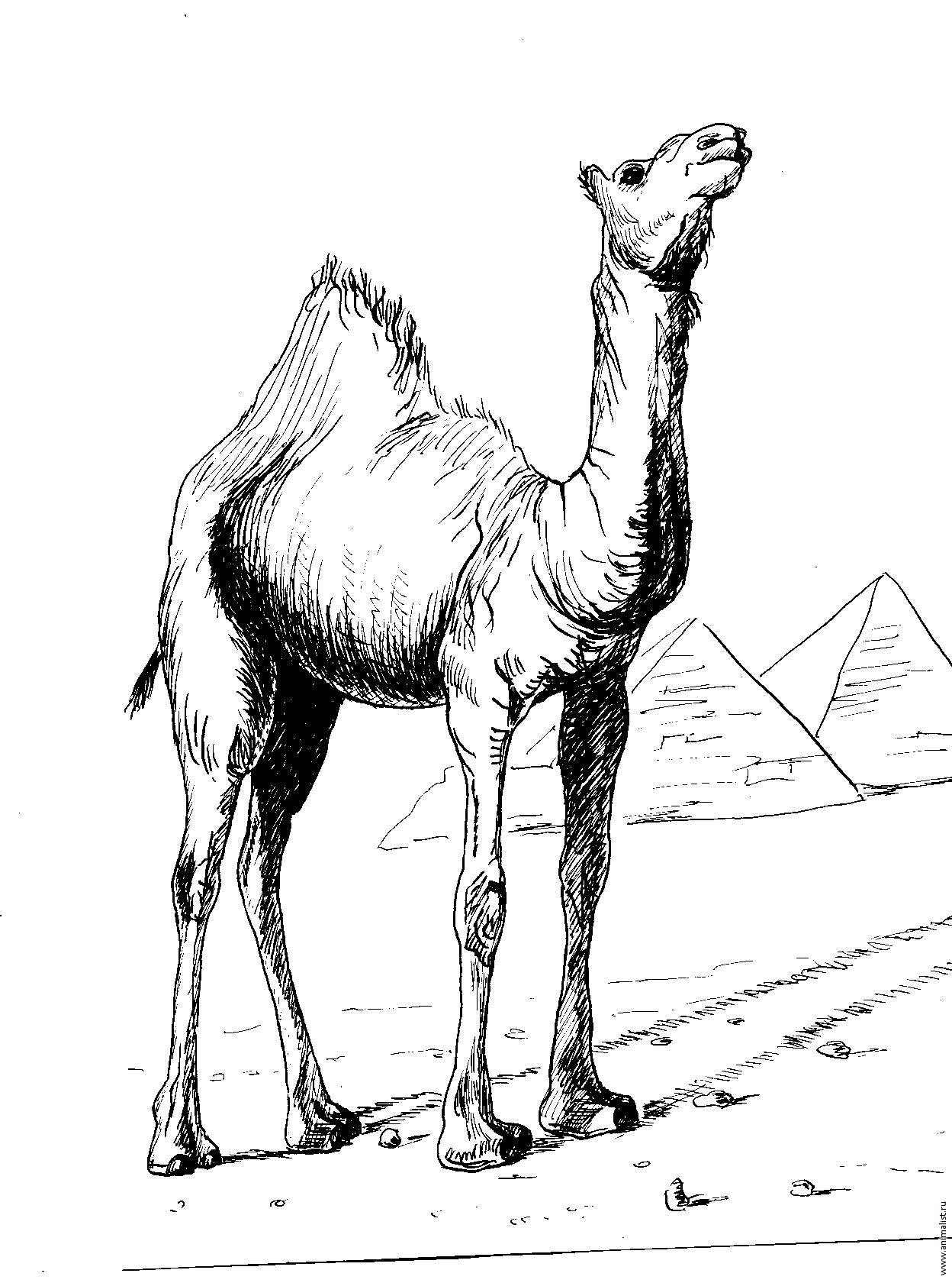 Верблюд рисунок карандашом - 63 фото