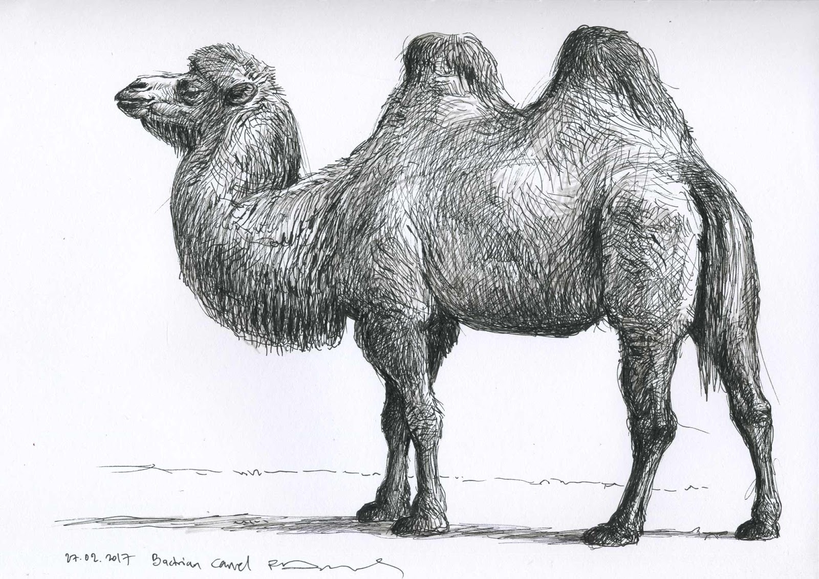 Верблюд рисунок карандашом - 63 фото