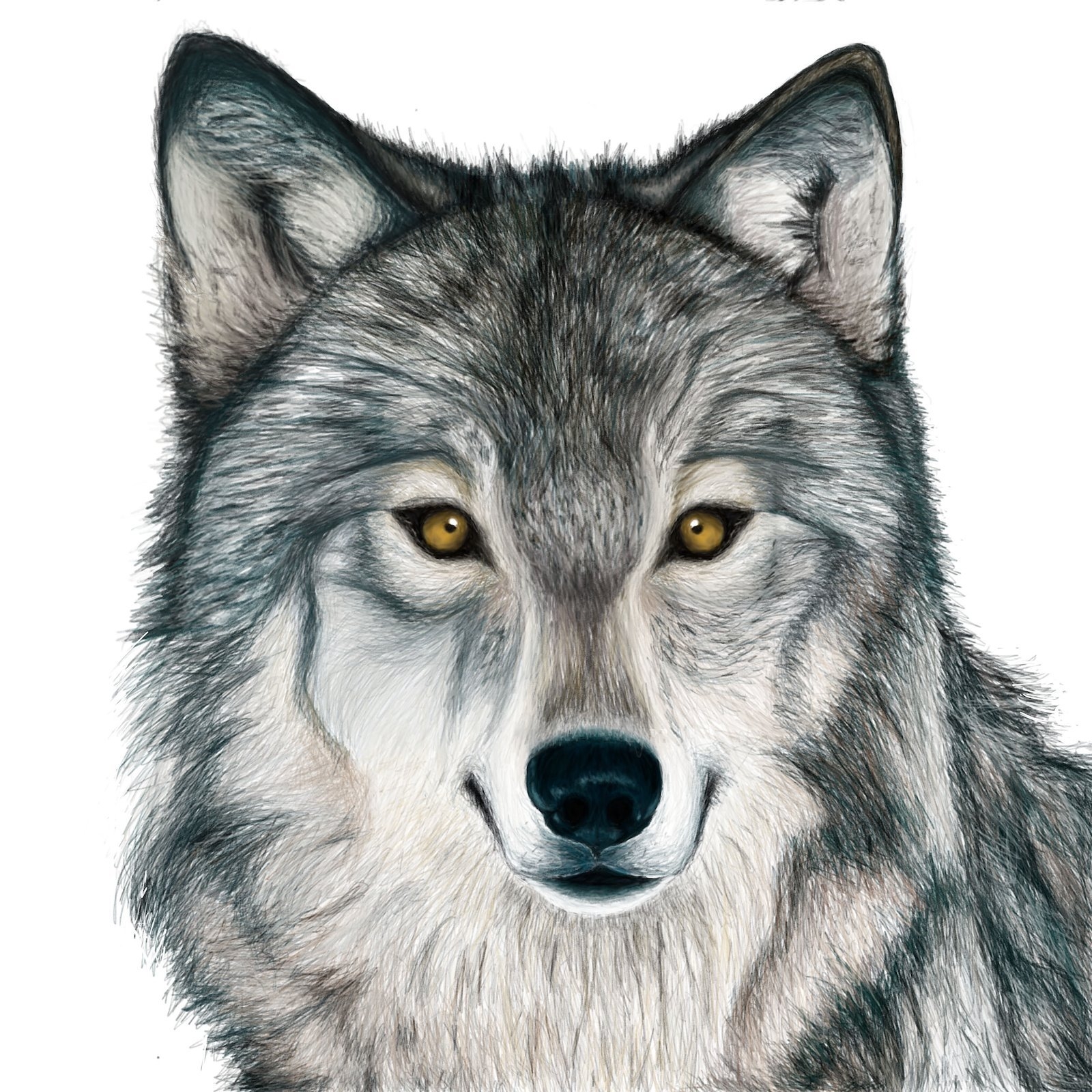 Волчья морда рисунок - 57 фото