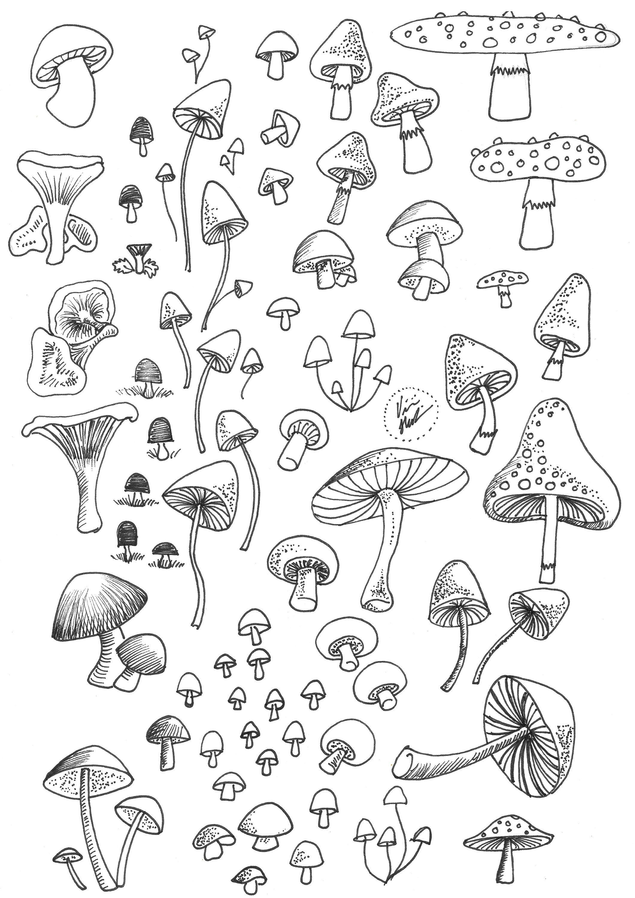 В Танаевском лесу Елабуги впервые обнаружили краснокнижный гриб – «грибное счастье»