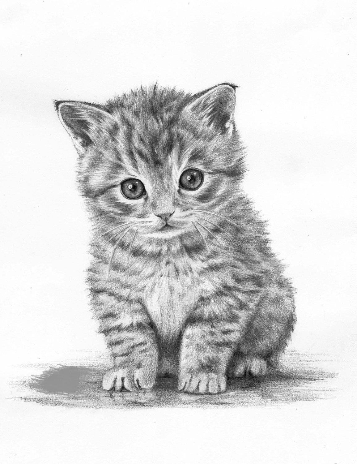 Котята рисунки карандашом - 60 фото