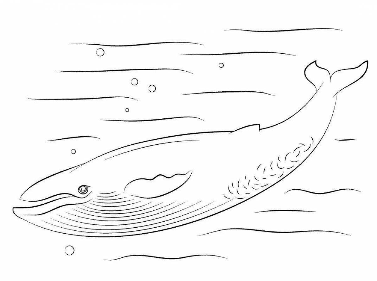 Синий кит раскраска - 53 фото