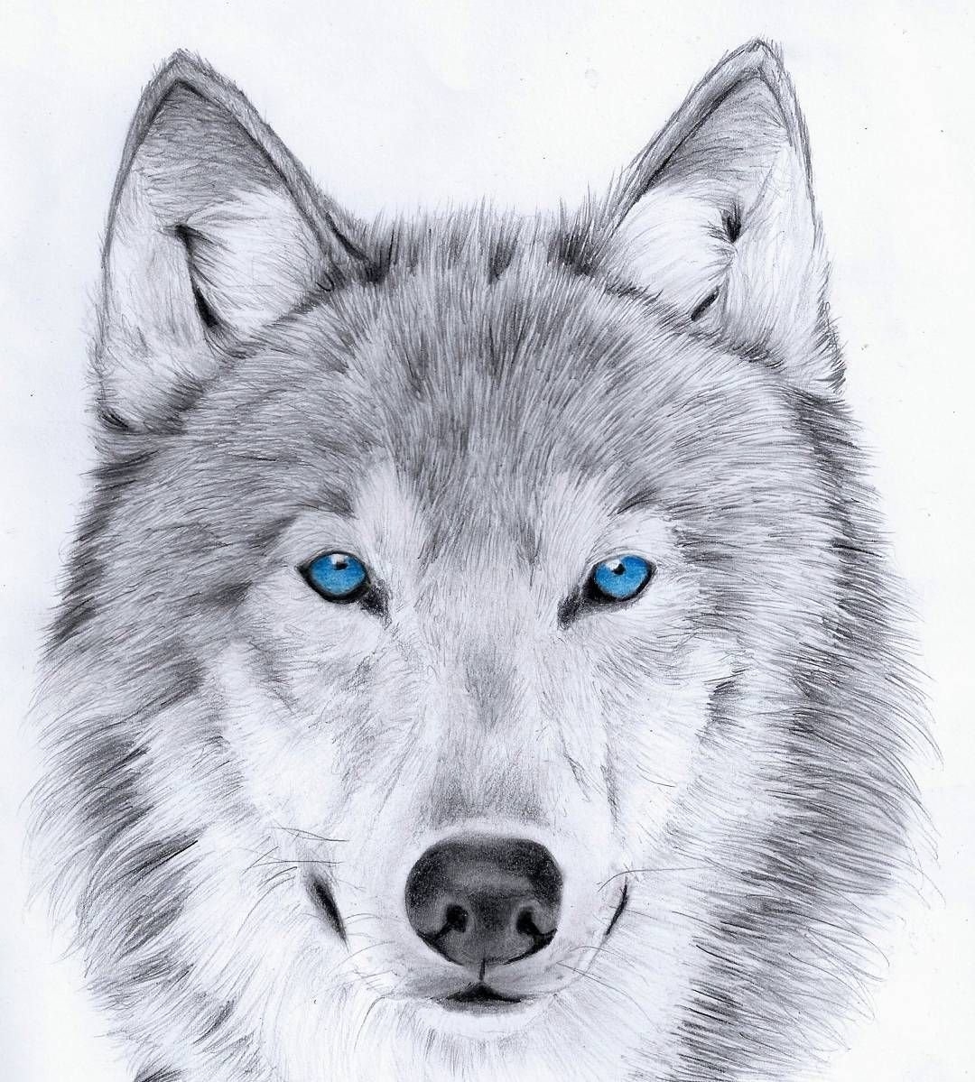 Рисунки волка для срисовки ( фото)