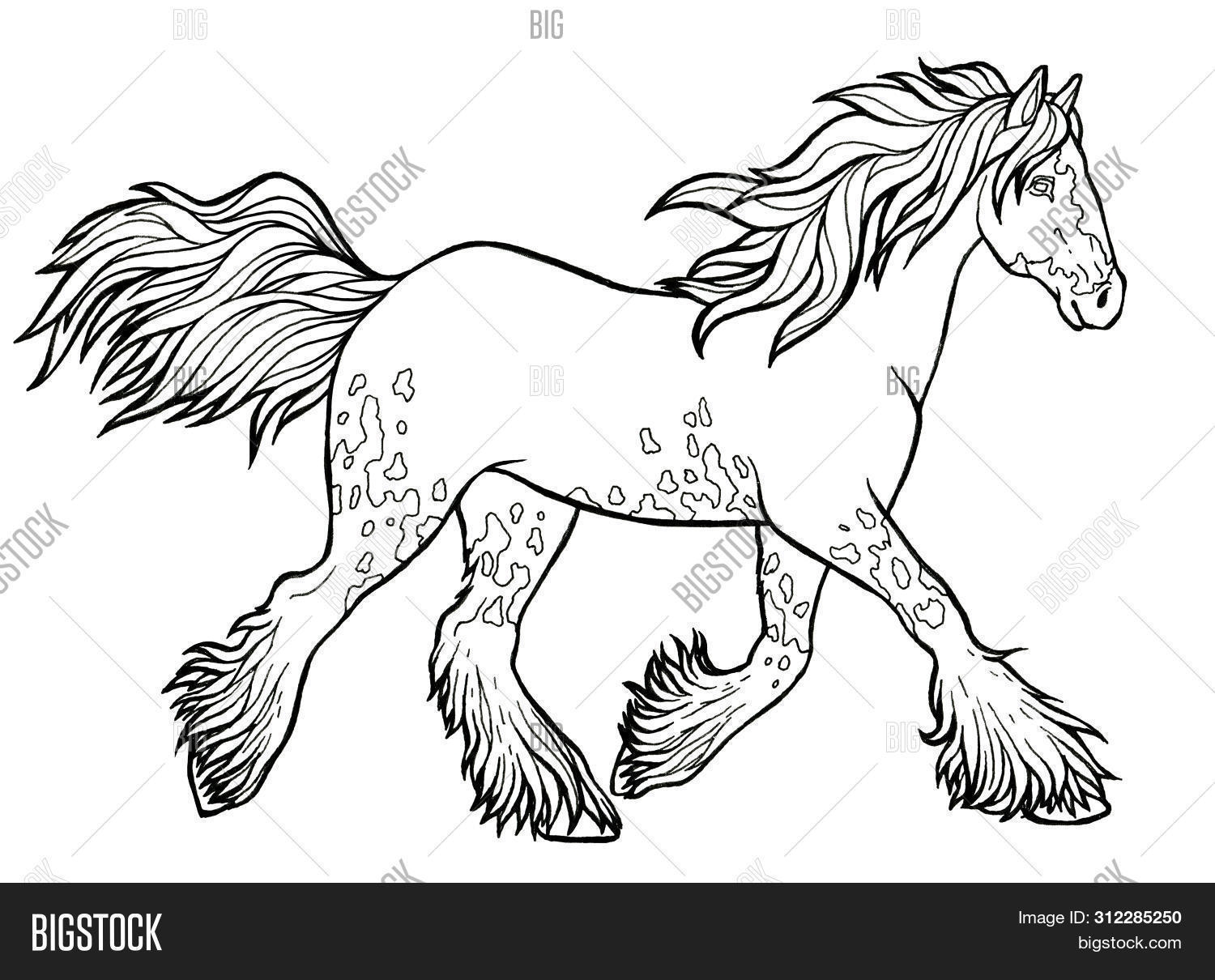 Раскраски Раскраска Лошадь пасется на лугу Раскраска черно белая , Раскраски .