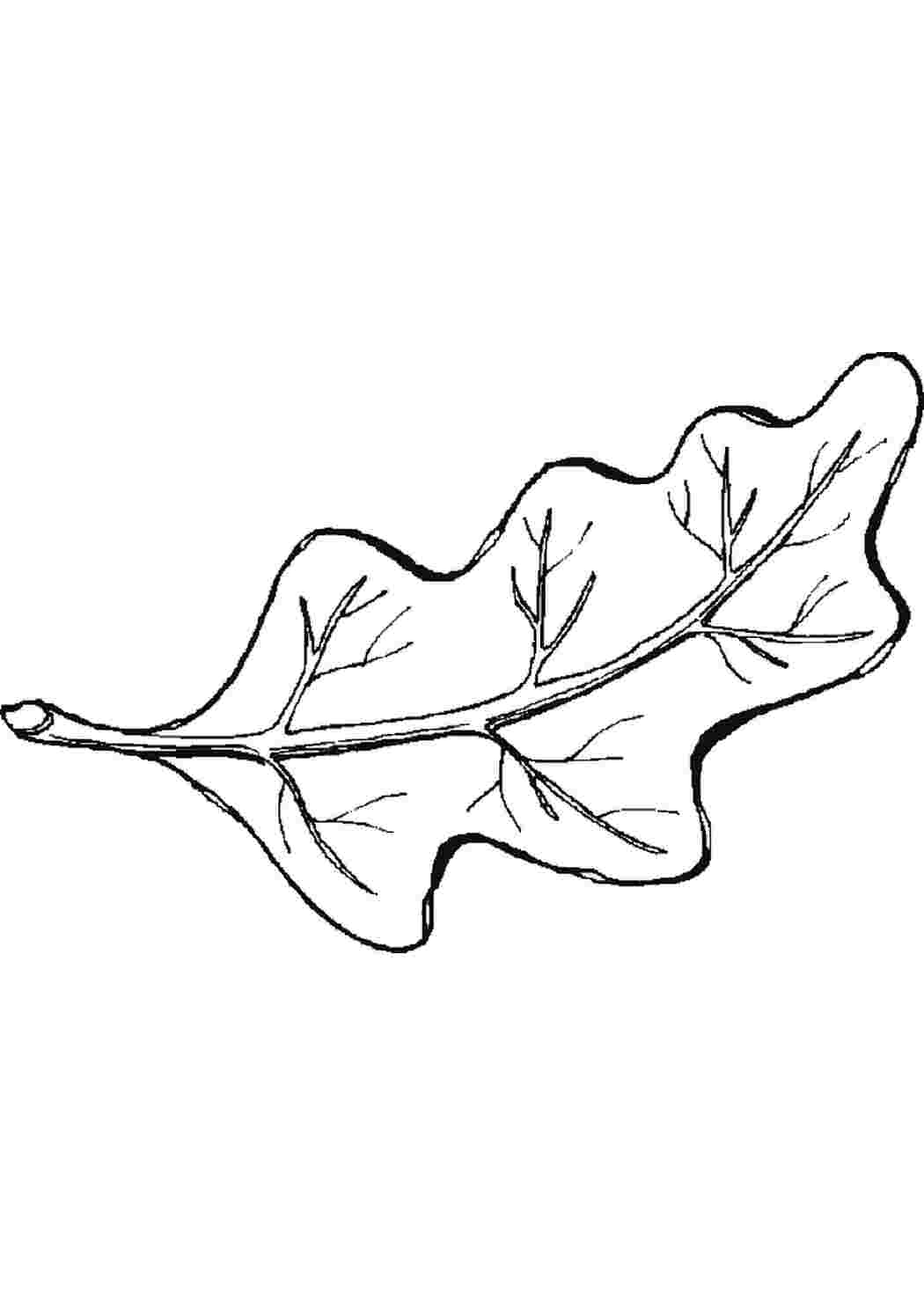рисунок листок